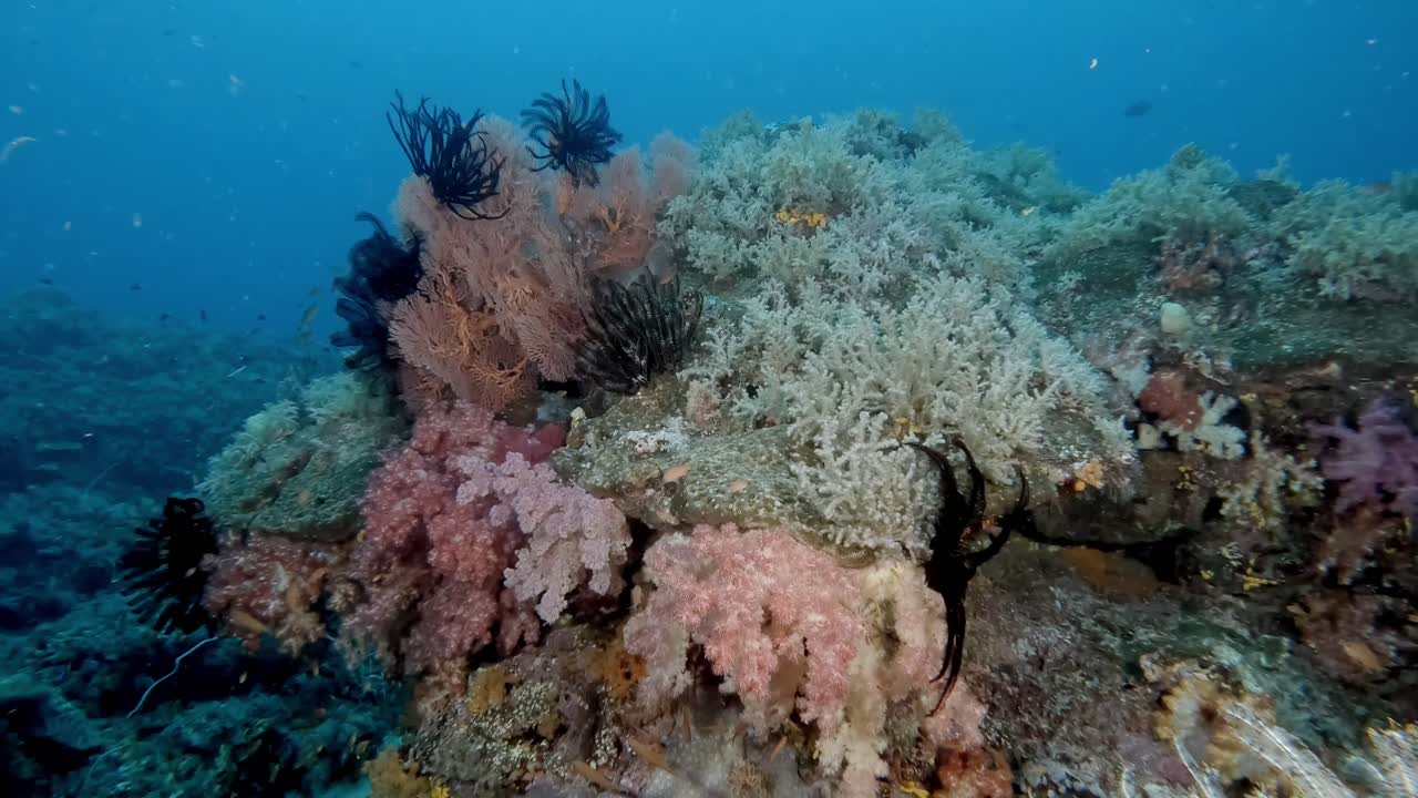 A rock completely covered in vibrant soft Coral, sea fans and colourful crinoids