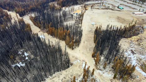 dead trees in a ski resort trails without snow