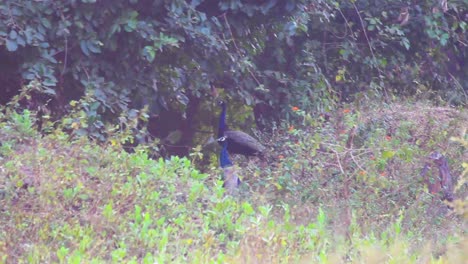 Hermosa-Pareja-Consciente-De-Pavos-Reales-Buscando-Comida-En-Plantas-Y-Arbustos-En-El-Bosque-De-Gir-Gujarat,-India-I-Par-De-Pavos-Reales-En-El-Fondo-De-Los-Arbustos-Almacen-De-Video