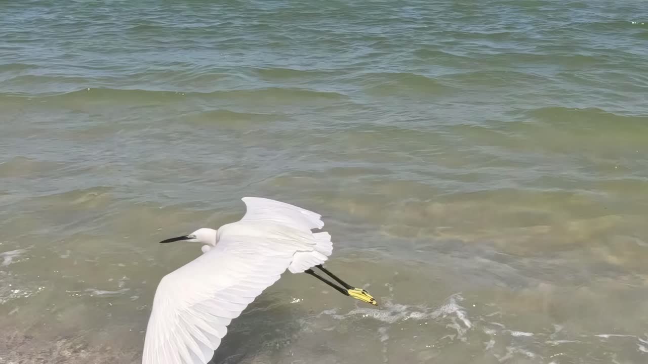 White Heron at the Beach