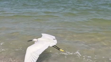 white heron at the beach