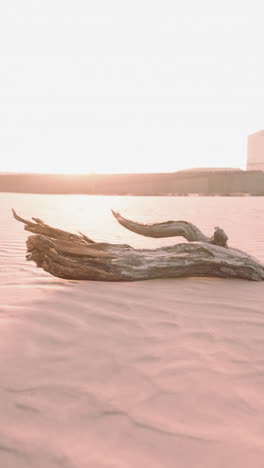 driftwood on a beach at sunset