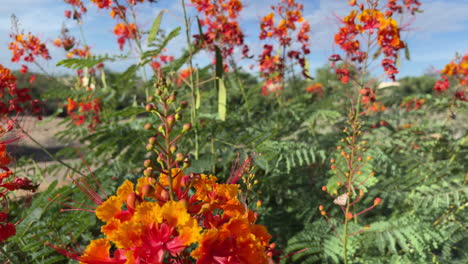 primer plano de una mariposa sentada en un arbusto de salvia mexicana con flores de naranja