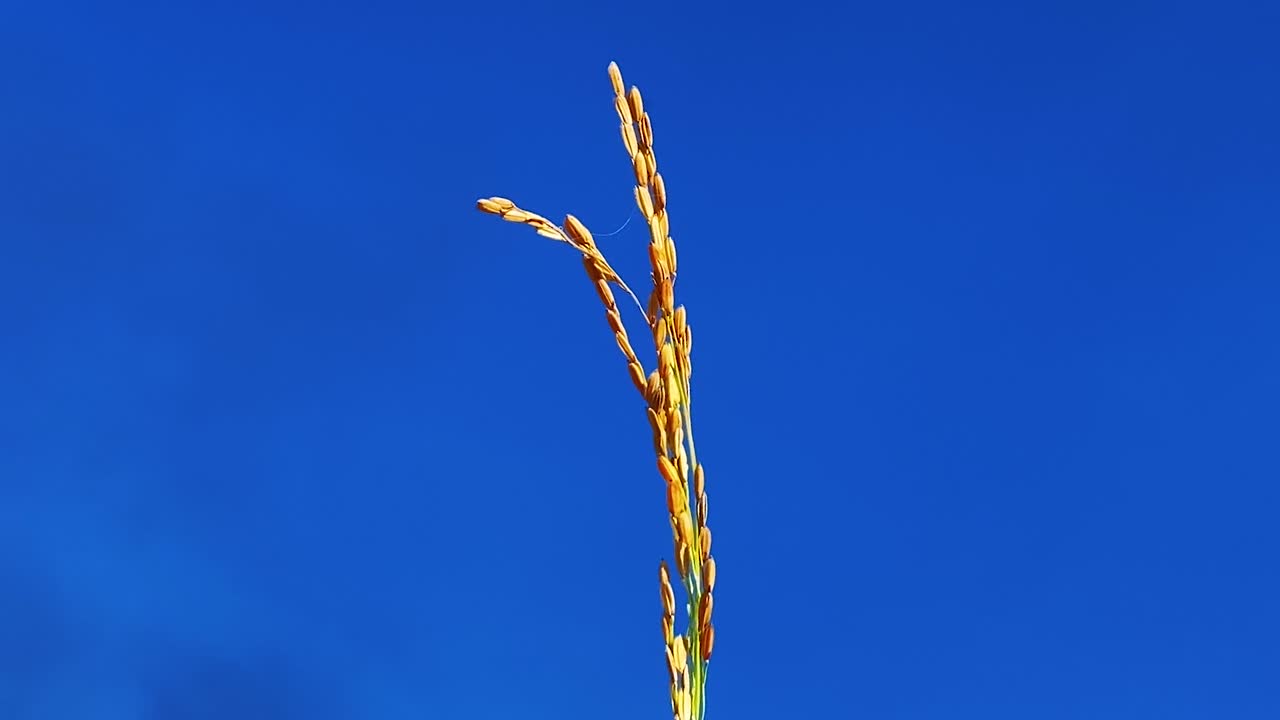 깊고 푸른 하늘에 대 한 단일 벼 짚, 정적 보기