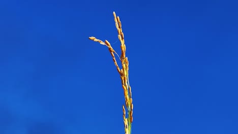 single rice plant straw against deep blue sky, static view