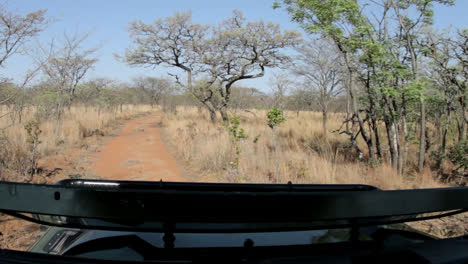 filmed from the passenger seat of a safari jeep, driving through the bush of south africa.