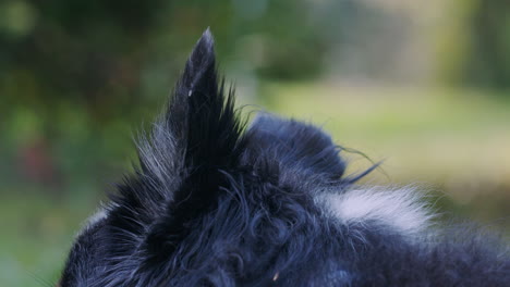 close up shot of the ear of a dog