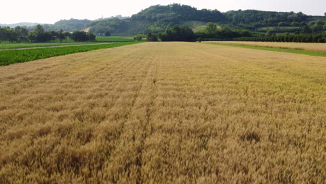 wheat field agriculture organic cultivation aerial view