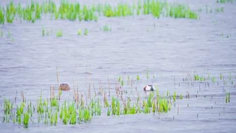 Löffelenten-Plantschen-Unter-Wasser-Während-Sie-Auf-Dem-Fluss-Schwimmen