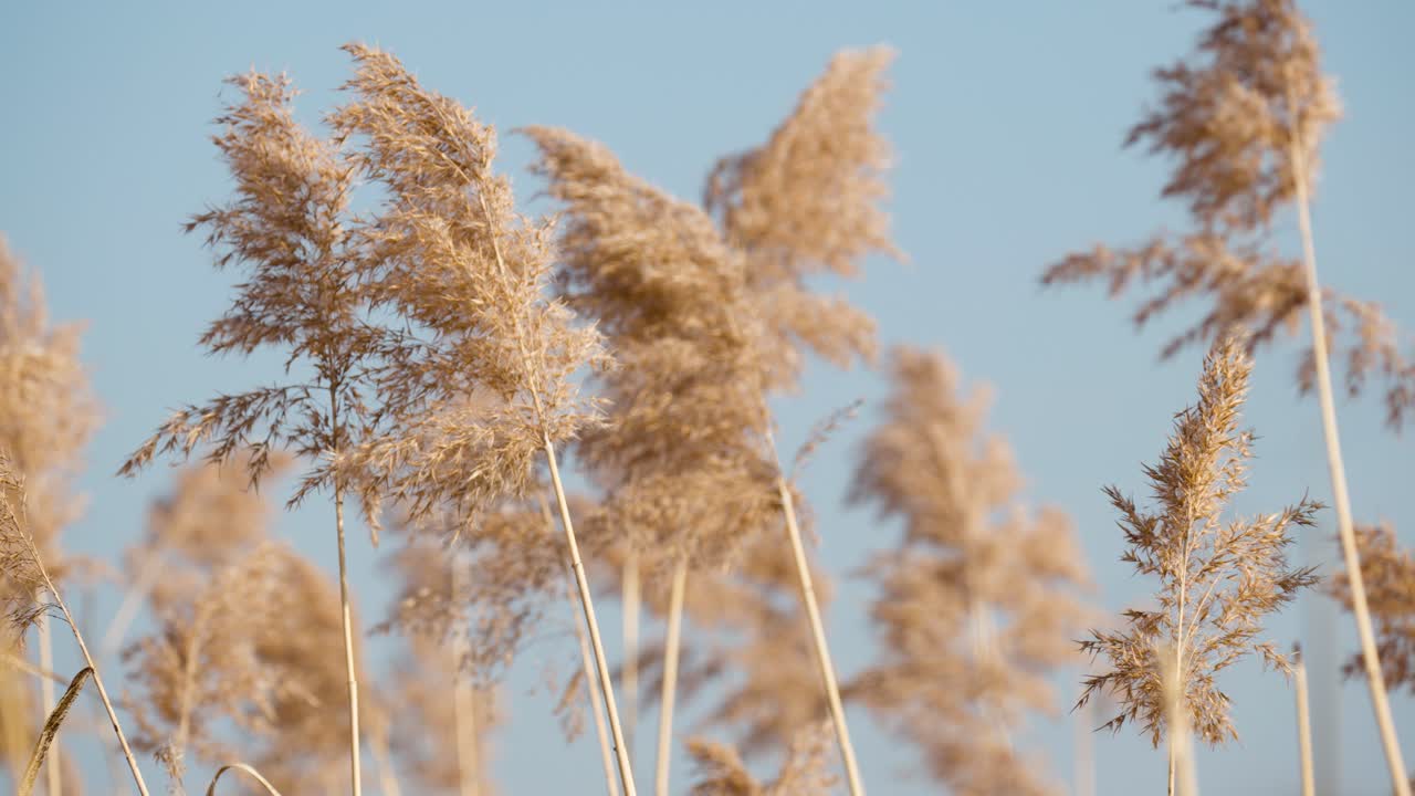 phragmites australis una hierba de humedal no nativa invasiva también conocida como phrag o caña común balanceándose contra el cielo azul en cámara lenta