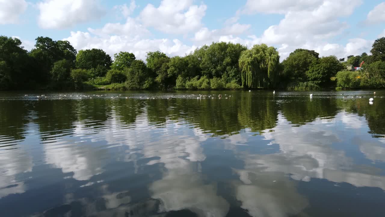 Panning from left to right on a flock of white geese and Canadian goose that are wading in a lake of a public park in Mote Park, UK