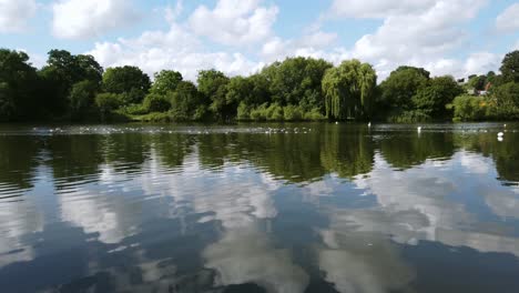 panning from left to right on a flock of white geese and canadian goose that are wading in a lake of a public park in mote park, uk
