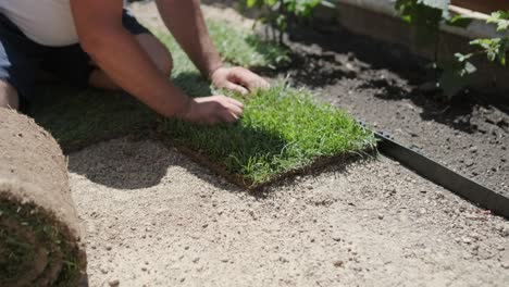 roll of new natural grass turf installed by professional gardener. landscaping industry.