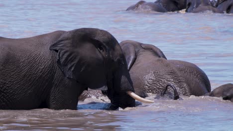 Afrikanische-Elefanten-Suhlen-Sich-Gemeinsam-Im-Wasser,-Um-Sich-In-Der-Hitze-Abzukühlen