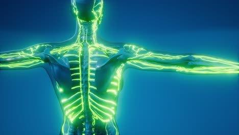 vasos sanguíneos del cuerpo humano