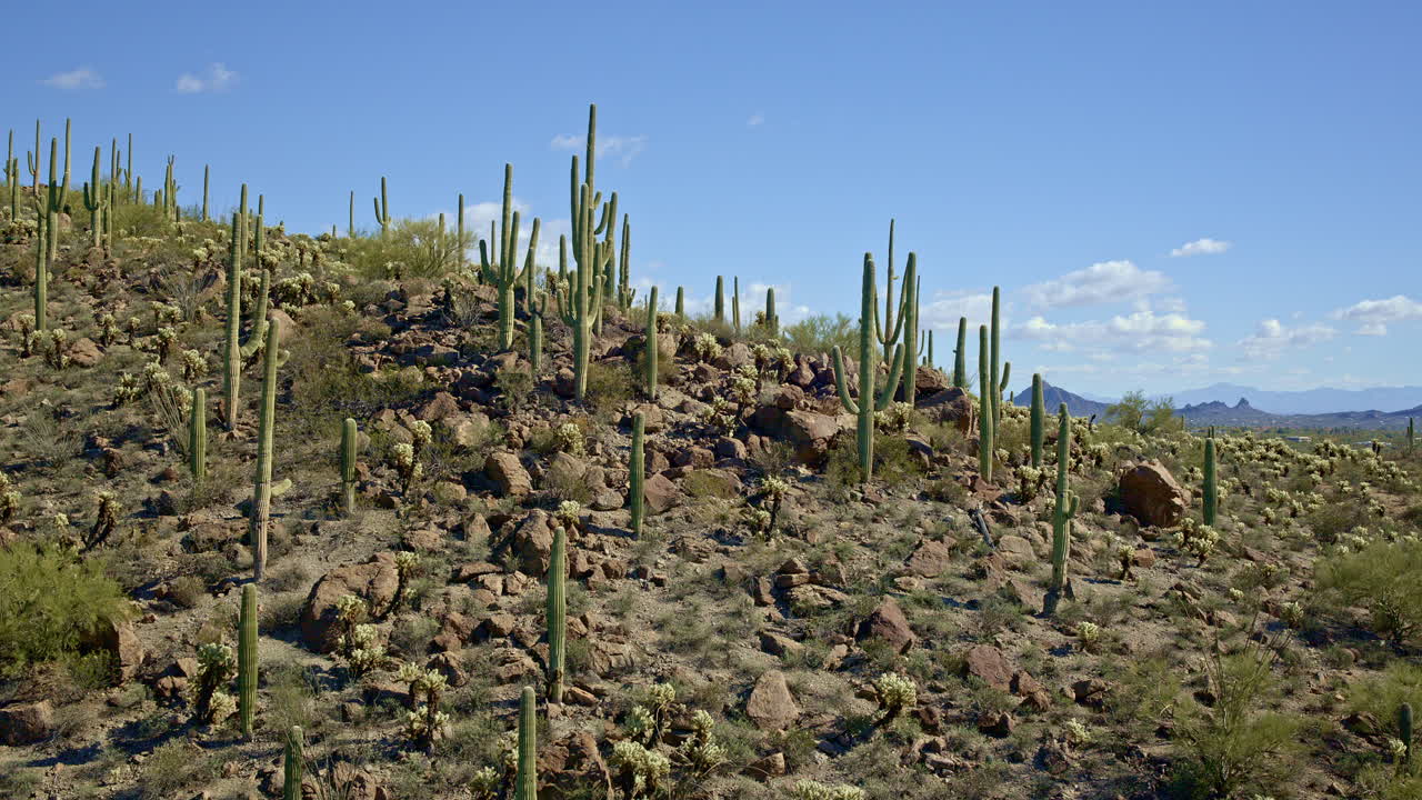 drone disparado a partir de cactus cubierto paisaje volando para revelar tucson en el fondo