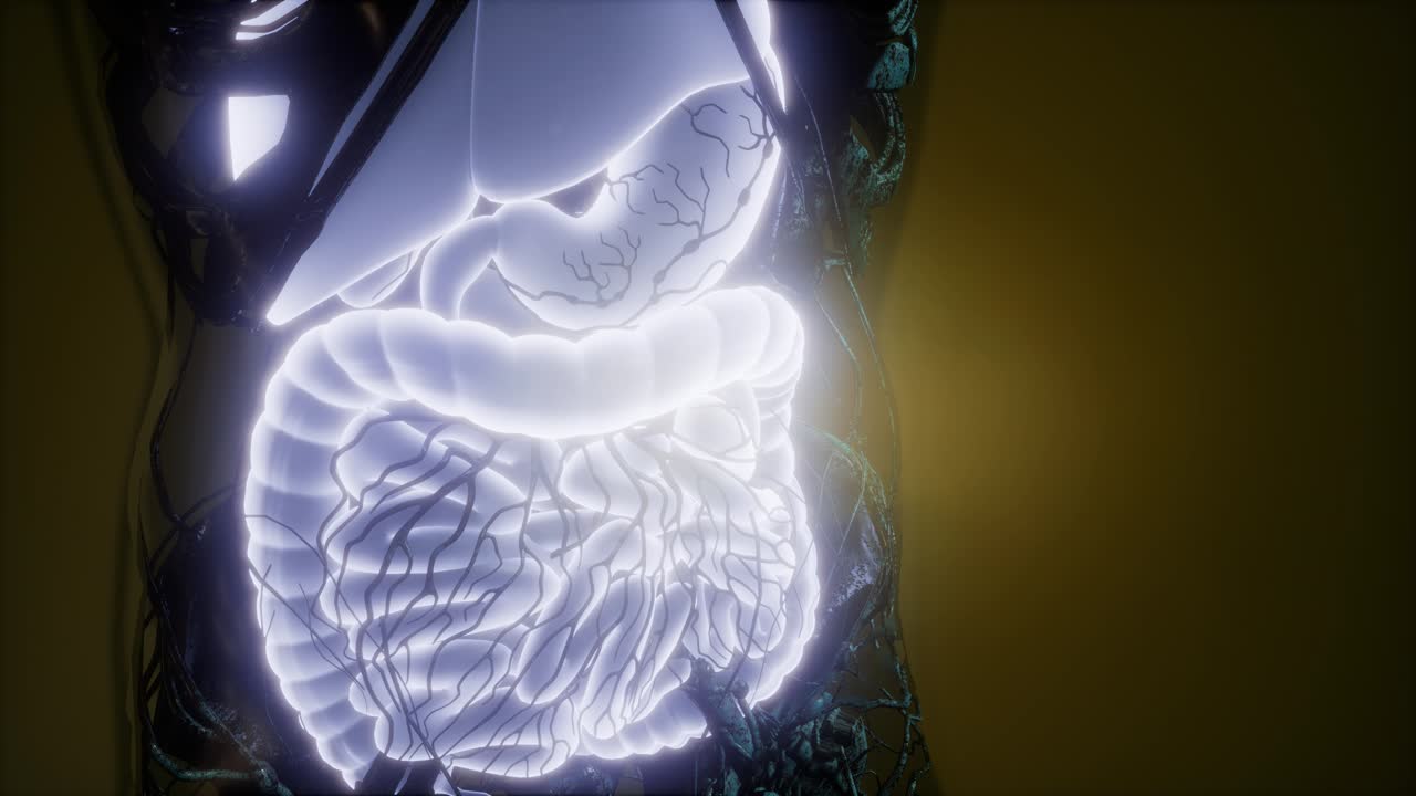 cuerpo humano con sistema digestivo visible