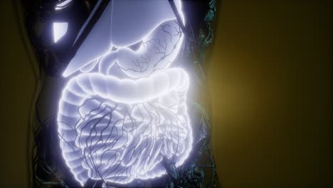cuerpo humano con sistema digestivo visible