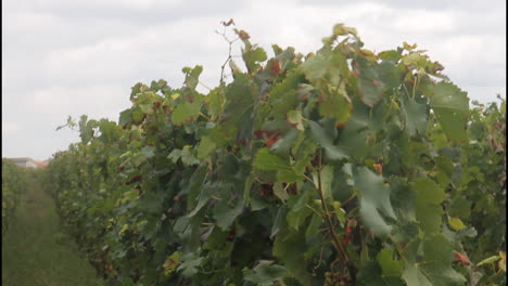 rows of grapevines in a vineyard under a cloudy sky