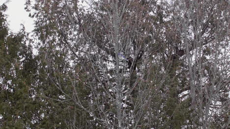 blue jay flying out of barren tree in the winter