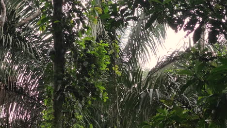 Dense-forest-where-the-habitat-of-the-Panamanian-white-faced-capuchin-monkey