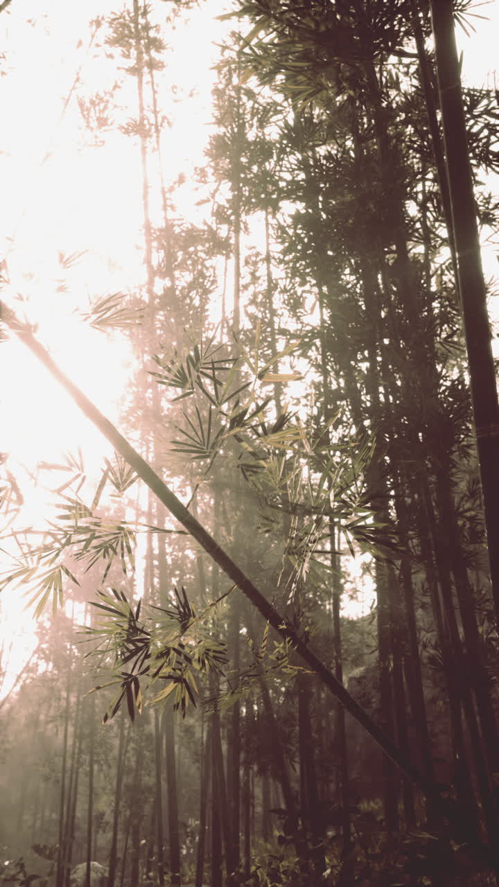 Sun shining through bamboo forest vertical