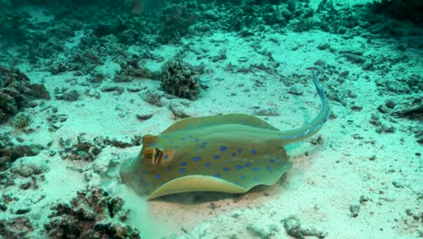 bluespotted ribbontail ray grubbing in sandy sea bottom to find molluscs or worms - underwater shot