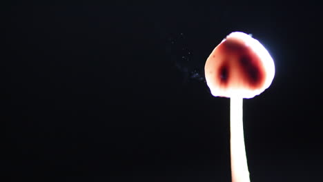 Superschnelle-Sporen,-Die-Von-Einem-Pilz---Mycena-Haematopus---Freigesetzt-Werden