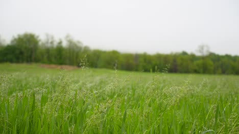 Un-Campo-Verde-De-Hierba-Alta-Y-Vegetación-Ondeando-Al-Viento