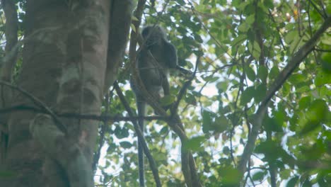 Langur-monkey-looking-around-the-jungle-tree-top-canopy-around-the-temples-of-Angkor,-Cambodia