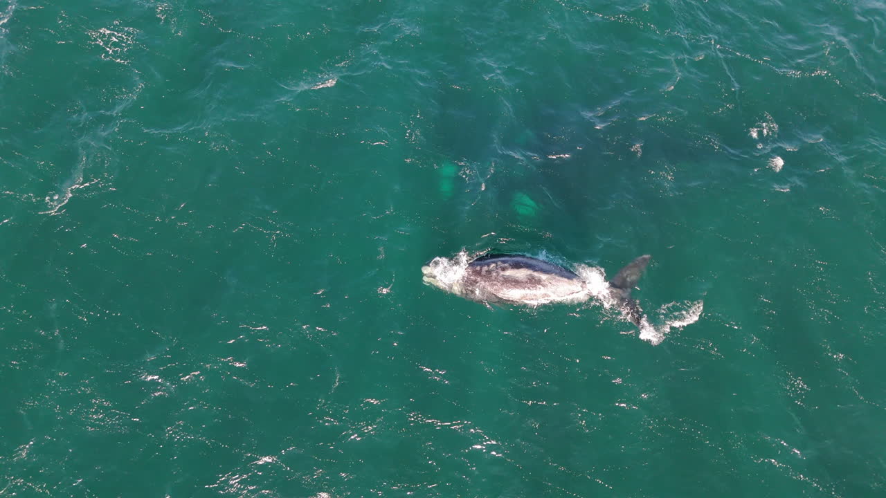 Aerial view of southern right baleen whale Eubalaena australis swim in the waters of Patagonia, Argentina, offering unique perspective on marine wildlife in its natural habitat, drone top down shot