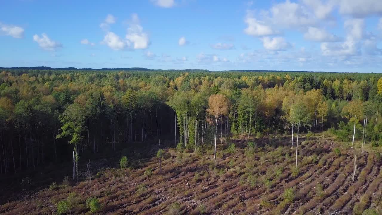 Early autumn in forest, aerial top view, mixed forest, green conifers, deciduous trees with yellow leaves, fall colors countryside woodland, nordic forest landscape, wide angle establishing shot