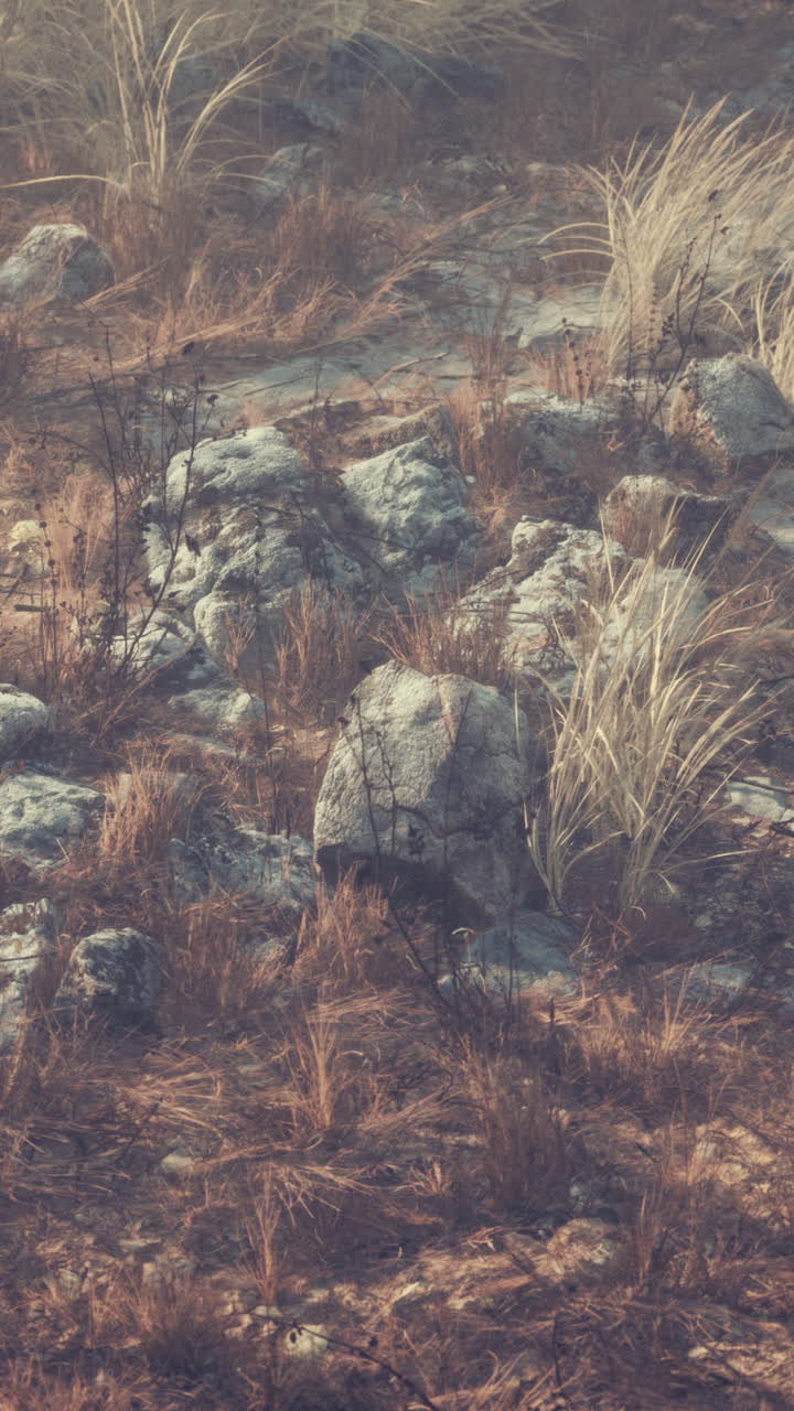 un primer plano de hierba seca y rocas en un campo