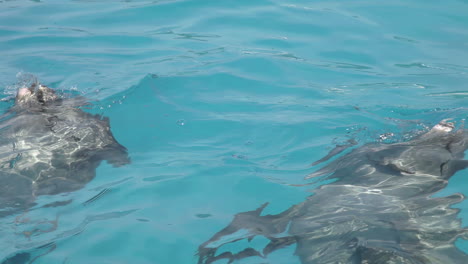 Delfines-En-Un-Acuario