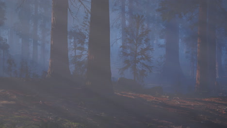 misty redwood forest