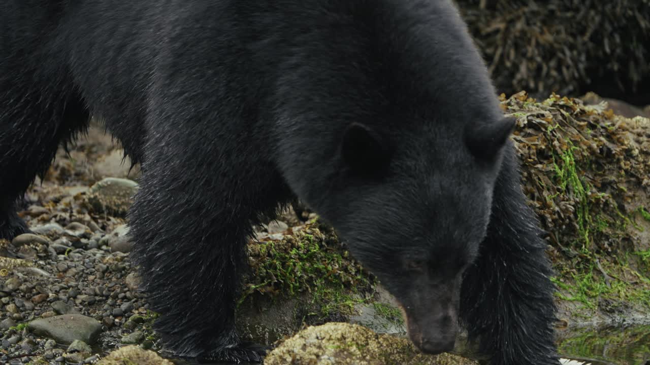 Closeup Of American Black Bear Going To The River To Catch Salmon