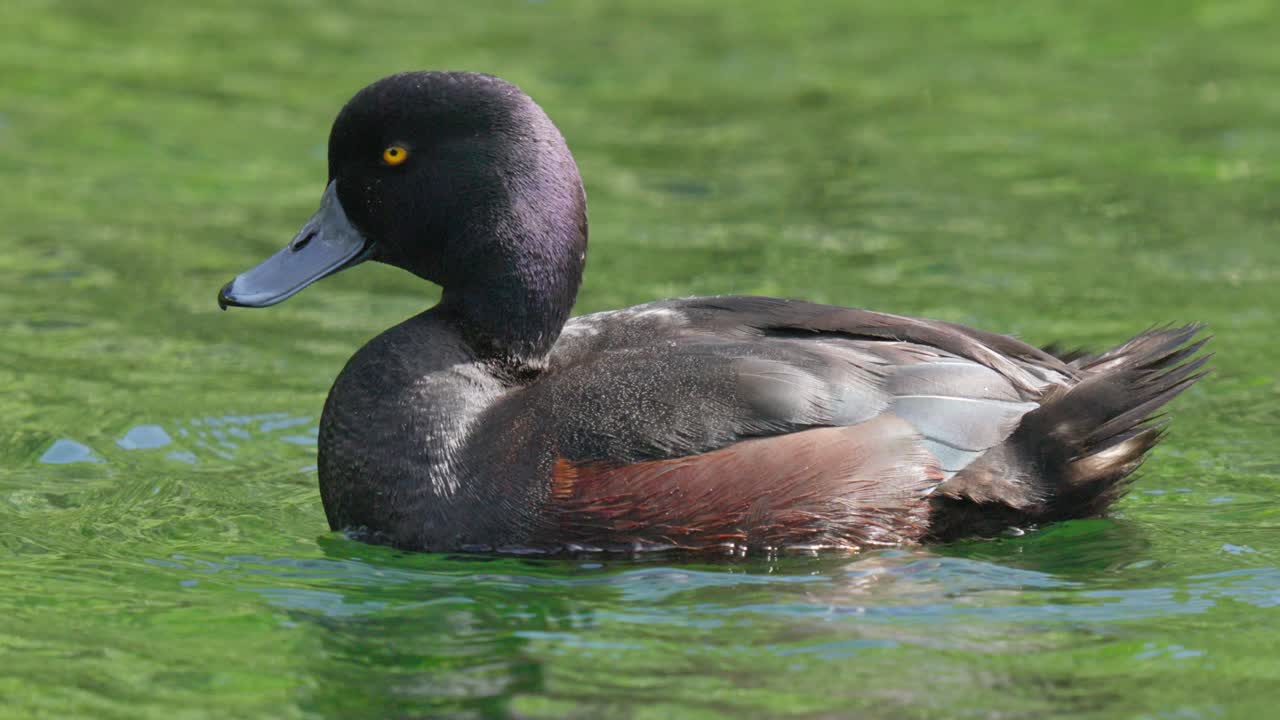 뉴질랜드 스카우프 오리 (scaup duck) 가 호수에서 수영하는 클로즈업