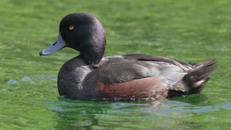 Nahaufnahme-Einer-Neuseeländischen-Bergente,-Die-Auf-Einem-See-Schwimmt