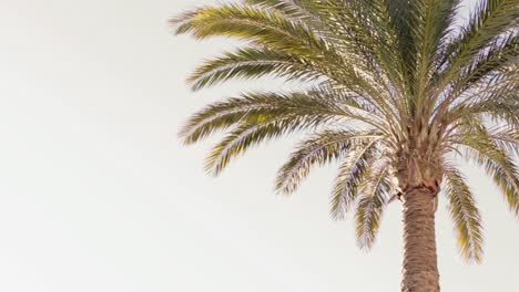 palmera pacífica en el viento. una palmera datilera