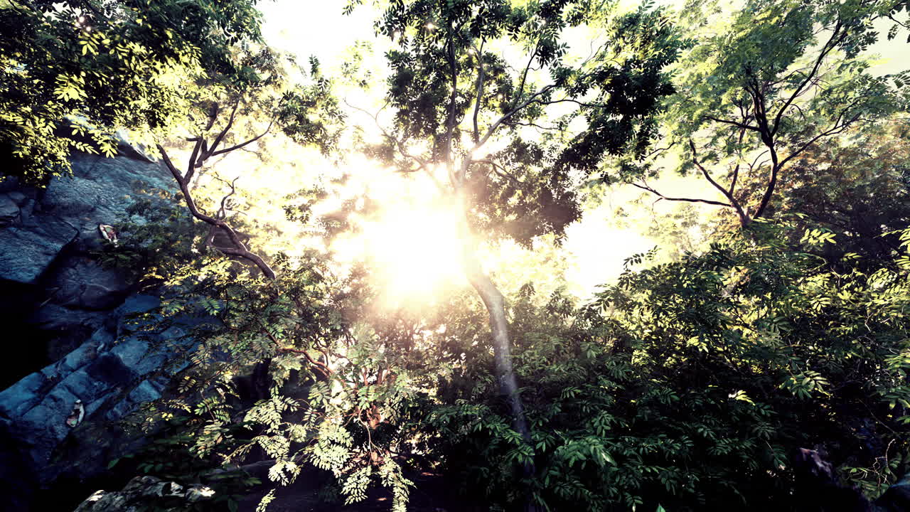 열대 숲 의 울창 한 자루 를 가로지르는 빛