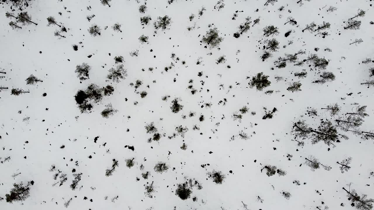 에스토니아의 눈 덮인 겨울 풍경에 있는 작은 나무들의 공중 드론 하향식 전망