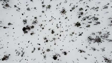 Aerial-drone-top-down-view-of-small-trees-on-a-snowy-winter-landscape-in-Estonia