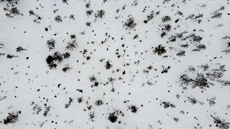 aerial drone top-down view of small trees on a snowy winter landscape in estonia