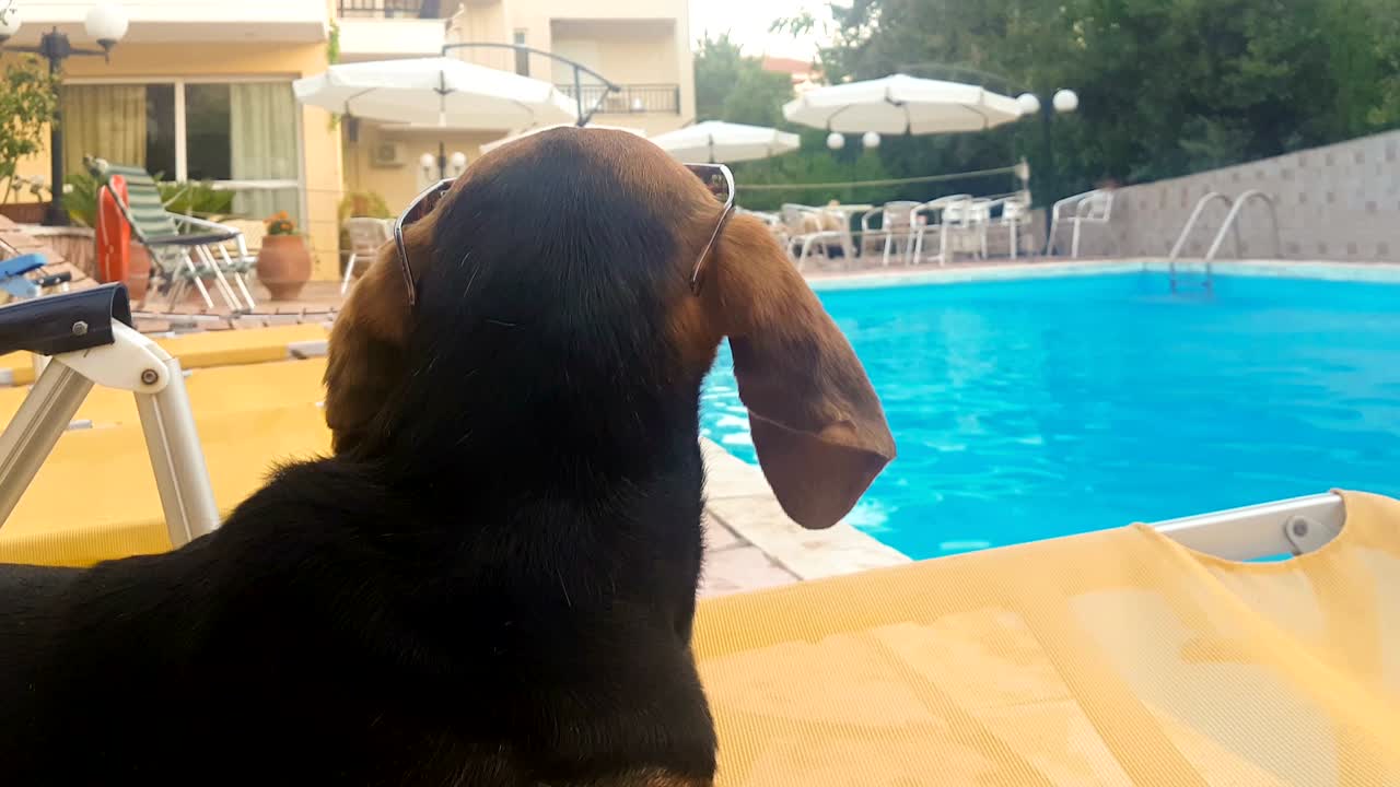 perro con orejas largas con gafas de sol mirando la piscina.