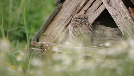 Western-little-owl-behind-grassy-foreground-at-bird-house-on-forest-floor-blinks