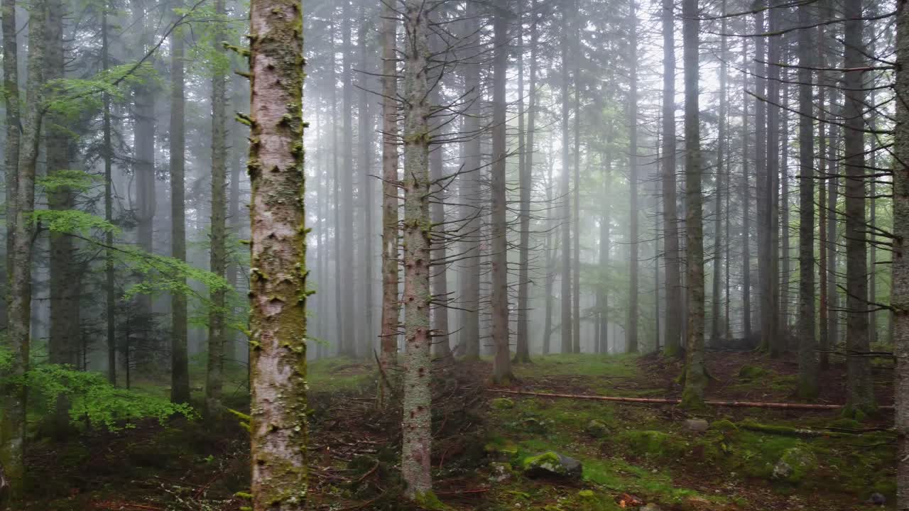 Salaperäinen sumuinen metsä, ilmakuva puiden läpi, 4K.