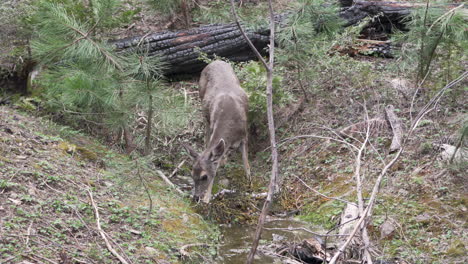 schwarzwedelhirsche fressen im wald