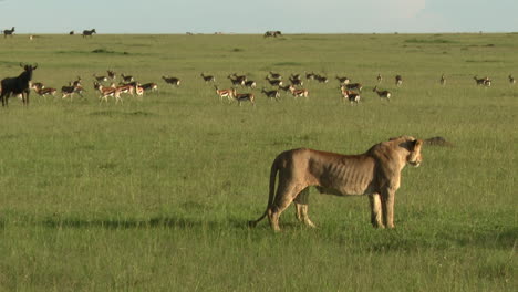hembras de león africano preparándose para cazar, con una manada de gacelas thomson en el fondo, masai mara, kenia