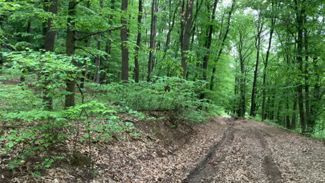 árboles en el bosque de primavera en europa