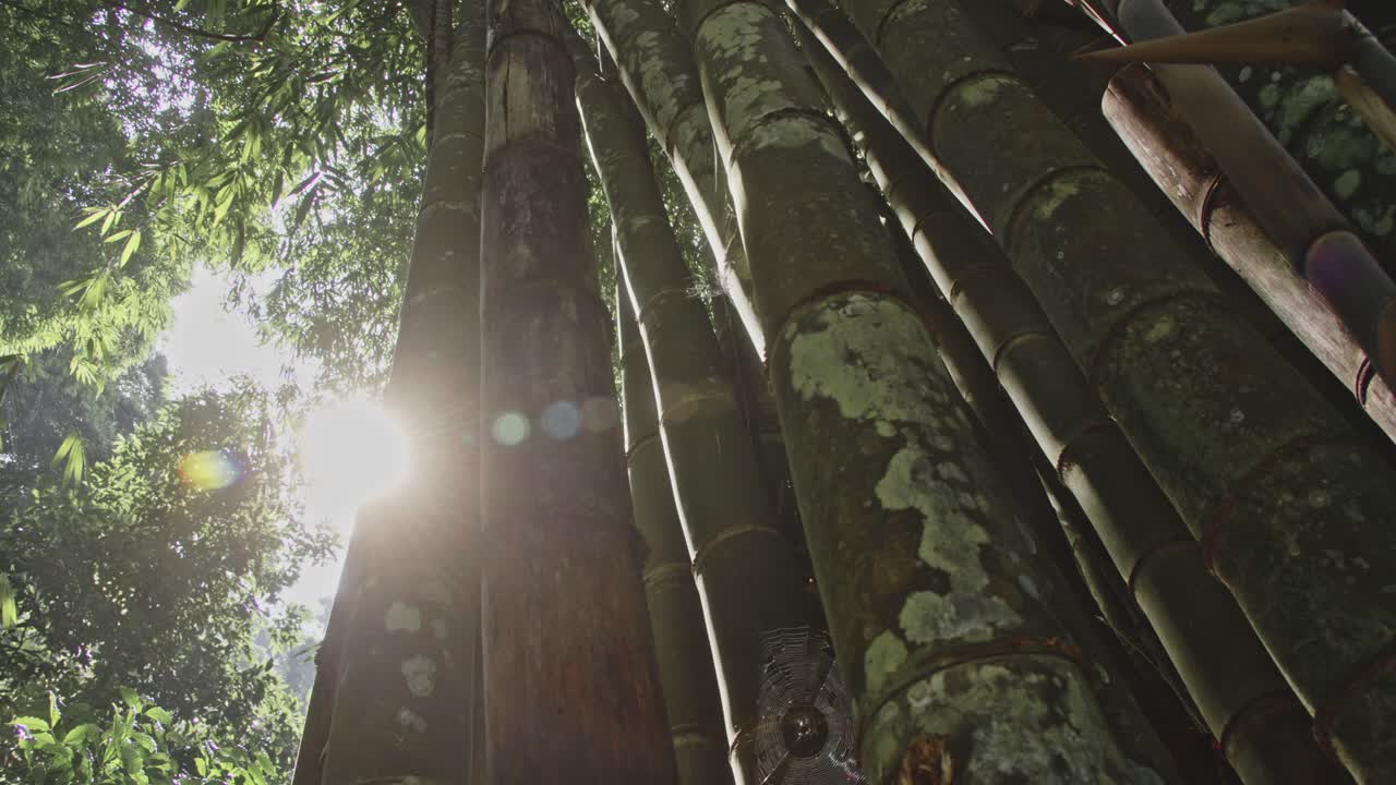 la luz del sol filtrándose a través de un denso bosque de bambú